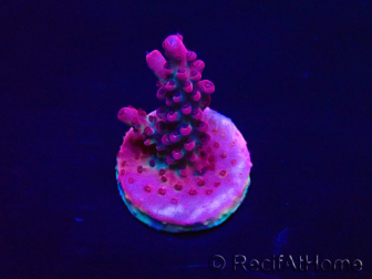 WYSIWYG Acropora Mariculture acclimated LED