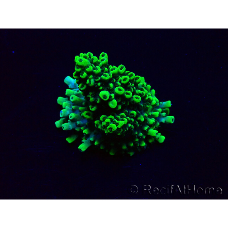 WYSIWYG Acropora Geacclimatiseerde LED
