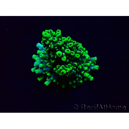 WYSIWYG Acropora 15A10 Mariculture acclimaté led