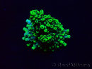 WYSIWYG Acropora 15A10 Mariculture acclimaté led
