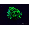 WYSIWYG Acropora akklimatisiert LED