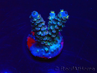 WYSIWYG Acropora tenuis 15B4 Mariculture acclimaté led