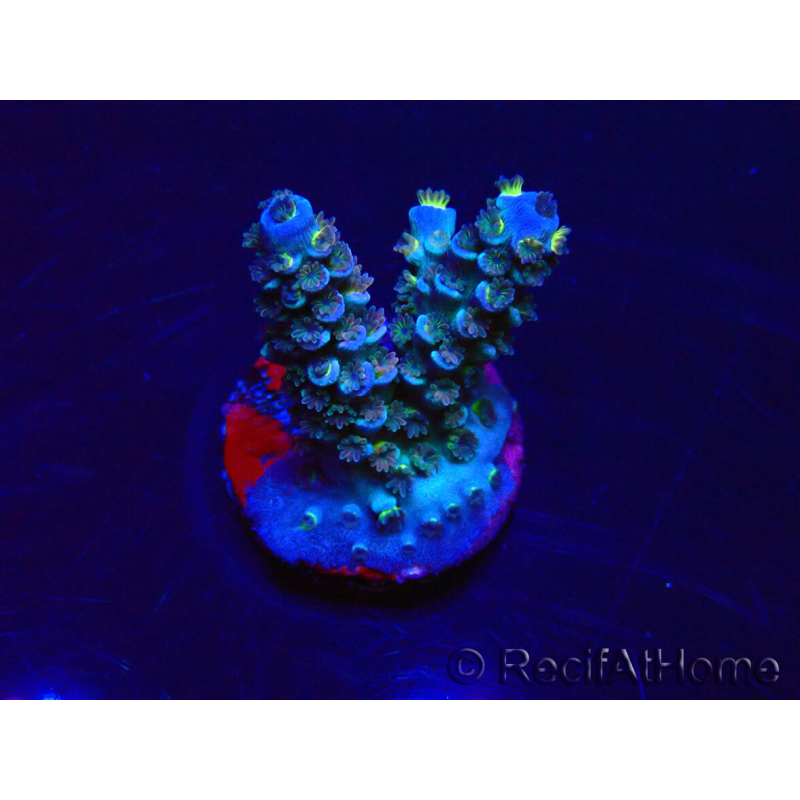 WYSIWYG Acropora tenuis 15B4 Mariculture acclimaté led