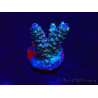 WYSIWYG Acropora acclimated LED