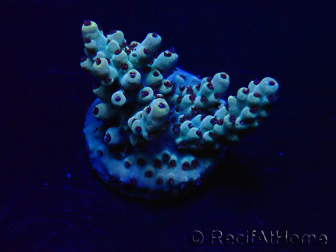 WYSIWYG Acropora Maricultura aclimatada LED