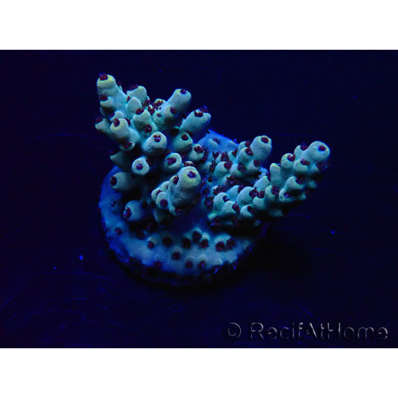 WYSIWYG Acropora Marikultur akklimatisiert LED