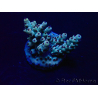 WYSIWYG Acropora 15B5 Mariculture acclimaté led