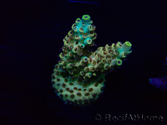 WYSIWYG Acropora 15B9 Mariculture acclimaté led