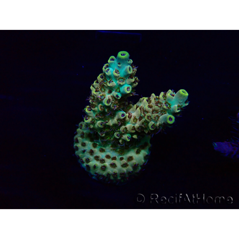 WYSIWYG Acropora 15B9 Mariculture acclimaté led