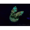 WYSIWYG Acroporaacclimated LED