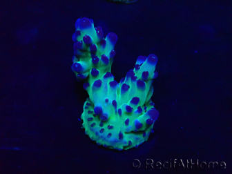 WYSIWYG Acropora Maricoltura acclimatata led