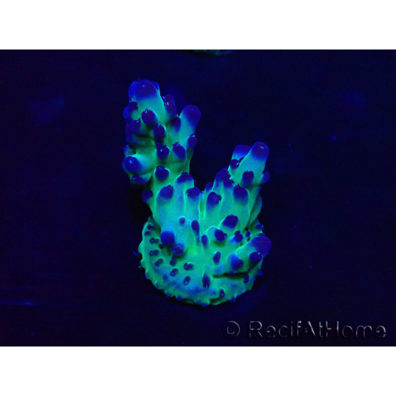 WYSIWYG Acropora Maricultura aclimatada LED