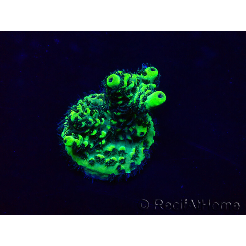 WYSIWYG Acropora Maricultura aclimatada LED