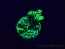 WYSIWYG Acropora 15C4 Mariculture acclimaté led