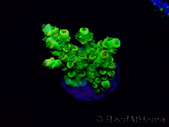 WYSIWYG Acropora tenuisMariculture acclimated LED