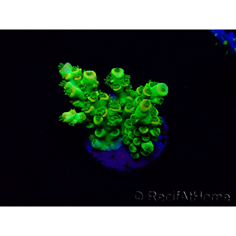 WYSIWYG Acropora tenuis 15C7 Mariculture acclimaté led
