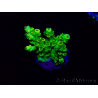 WYSIWYG Acropora tenuis Maricoltura acclimatata a led