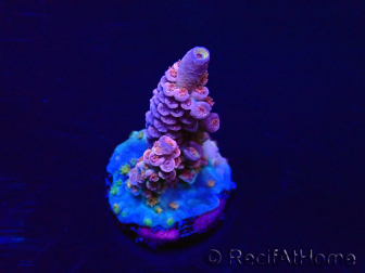 WYSIWYG Acropora acclimatato a led