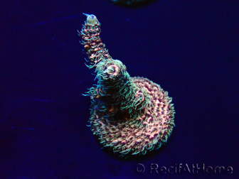 WYSIWYG Acropora acclimated LED