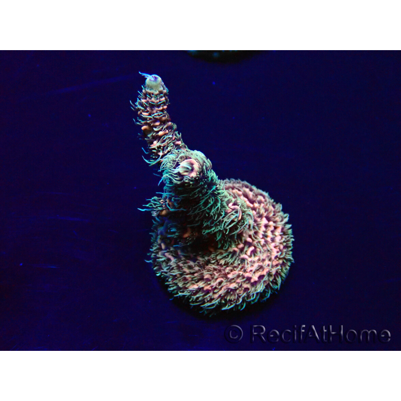 WYSIWYG Acropora millepora 15E1 Mariculture acclimaté led