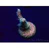 WYSIWYG Acropora millepora 15E1 Mariculture acclimaté led