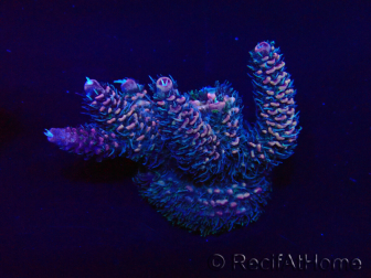 WYSIWYG AcroporaAustralia aclimatada LED