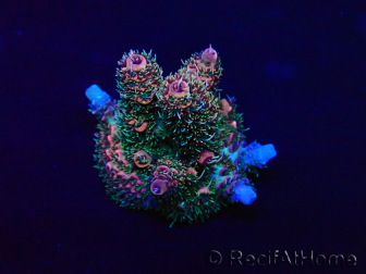 WYSIWYG Acropora Maricultura aclimatada LED