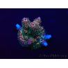 WYSIWYG Acropora Mariculture acclimated LED
