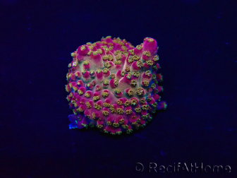 WYSIWYG Acropora akklimatisiert LED