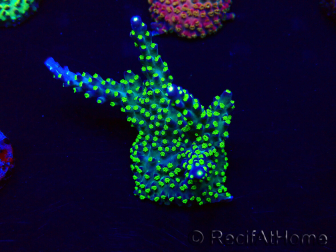 WYSIWYG Acropora 15F4 acclimated LED