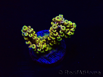 WYSIWYG Acropora Australia acclimatata a LED