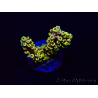 WYSIWYG Acropora Australia acclimated LED