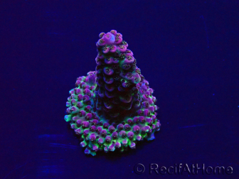 WYSIWYG Acropora Maricoltura acclimatata a LED