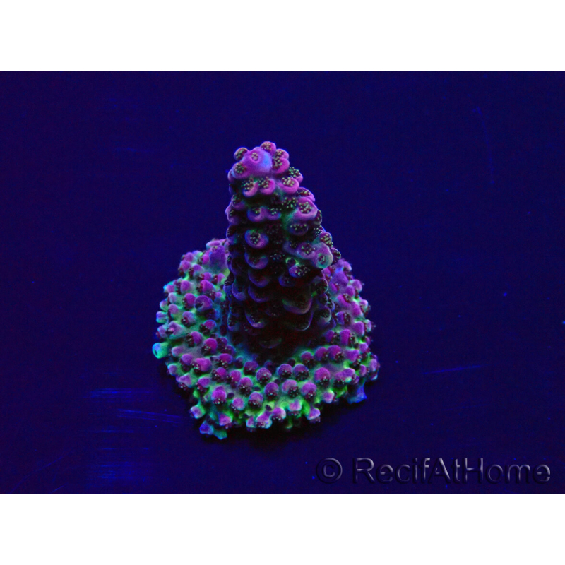 WYSIWYG Acropora 15F11 Mariculture acclimaté led