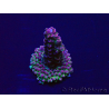 WYSIWYG Acropora 15F11 Mariculture acclimaté led