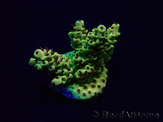 WYSIWYG Acropora 15G2 Mariculture acclimaté led