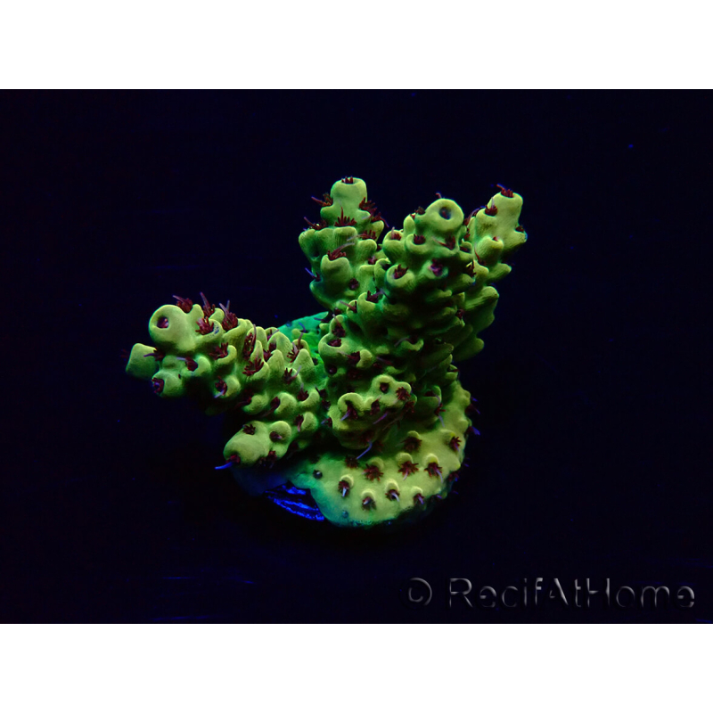 WYSIWYG Acropora 15G2 Mariculture acclimaté led