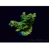 WYSIWYG Acropora Marikultur akklimatisiert LED