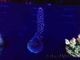 WYSIWYG Acropora 15G7 Maricultura aclimatada led