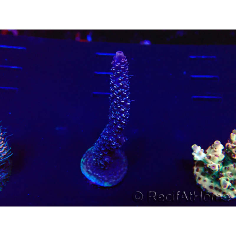 WYSIWYG Acropora 15G7 Maricultura aclimatada led