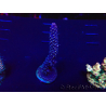 WYSIWYG Acropora 15G7 Maricultura aclimatada led