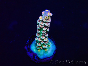 WYSIWYG Acropora tenuis Maricultura aclimatada con LED