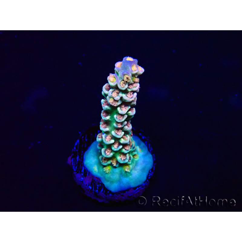 WYSIWYG Acropora Australien akklimatisiert LED