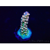 WYSIWYG Acropora Australie acclimaté led