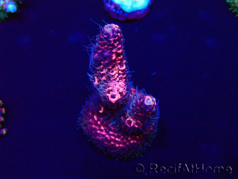 WYSIWYG Acropora millepora 15H2 Mariculture acclimaté led