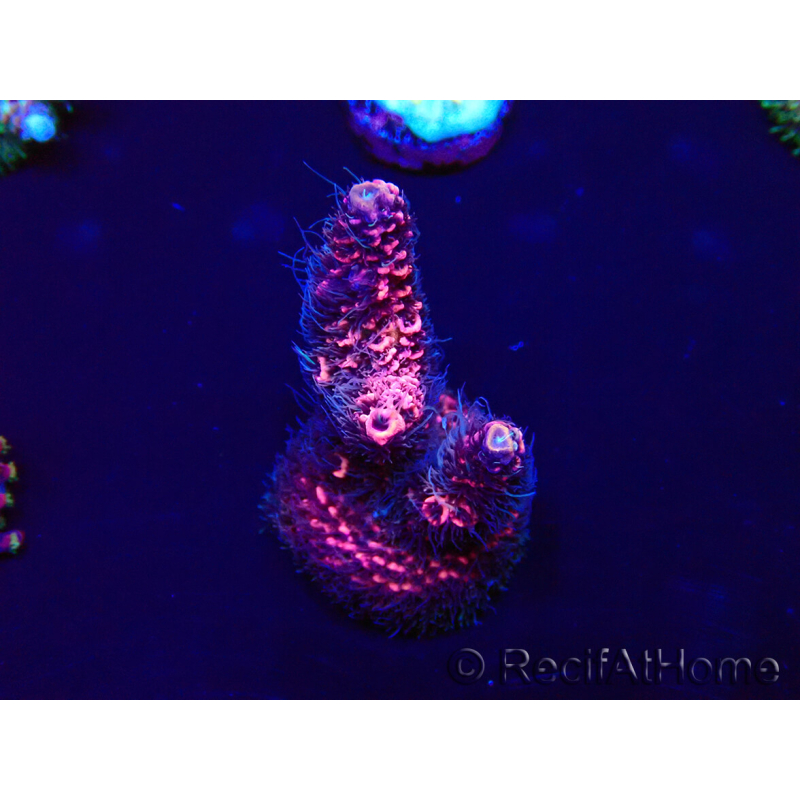 WYSIWYG Acropora Marikultur akklimatisiert LED