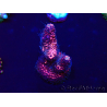 WYSIWYG Acropora millepora 15H2 Mariculture acclimaté led
