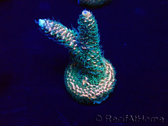 WYSIWYG Acropora millepora 15H4 Mariculture acclimaté led