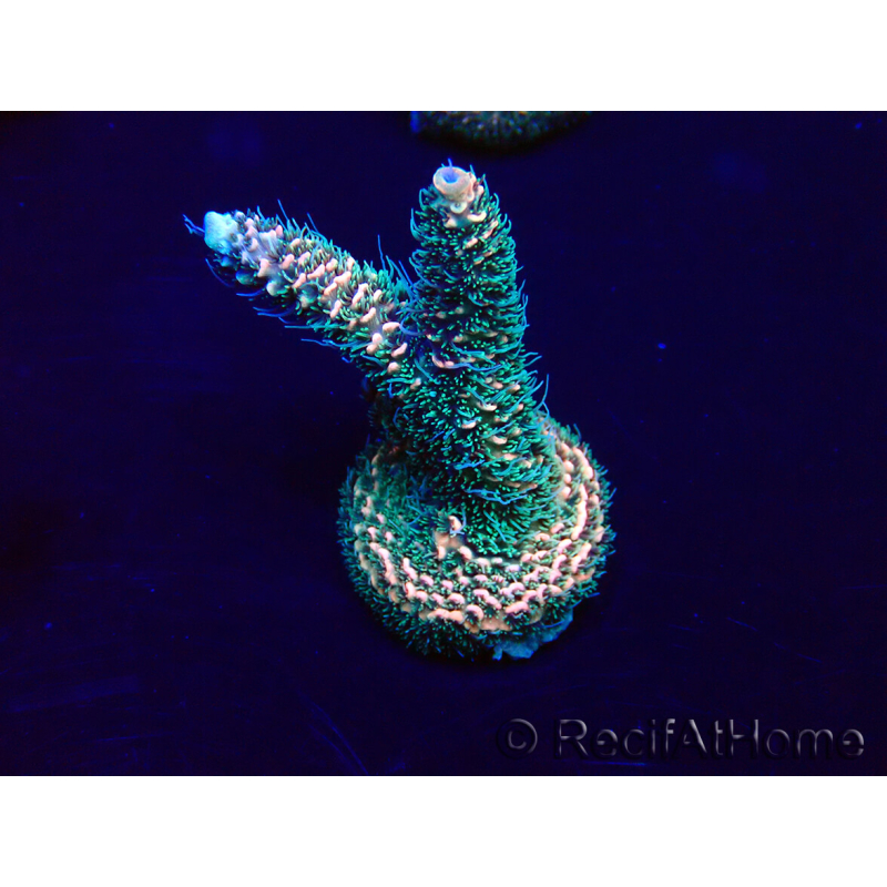 WYSIWYG Acropora millepora Maricoltura acclimatata a LED