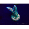 WYSIWYG Acropora millepora Maricultura aclimatada LED
